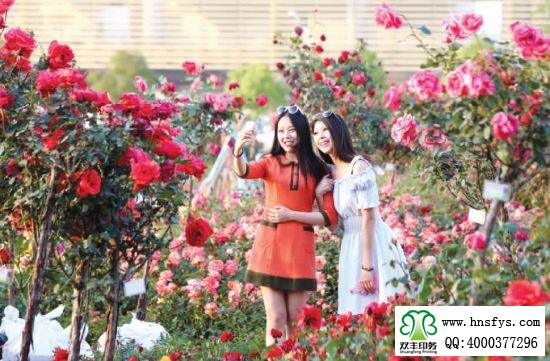 2015 南陽月季展玉雕節(jié)已開幕，花已開好 君可來矣