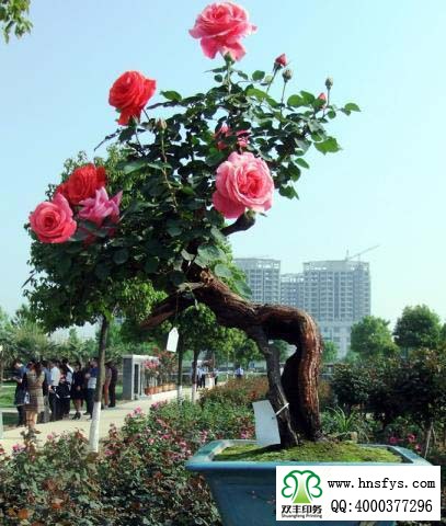 2015 南陽月季展玉雕節(jié)已開幕，花已開好 君可來矣